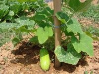 주말농장에 먹거리가 풍성~~^^ < 사는이야기 < 문화/스포츠 < 기사본문 - 뉴스사천 주말농장에 먹거리가 풍성~~^^