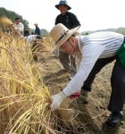 진주산업대, 적토미 벼베기 체험행사 < 대학 < 교육 < 기사본문 - 뉴스사천 진주산업대, 적토미 벼베기 체험행사