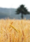 [포토] 밀 익는 마을 < 사회 < 기사본문 - 뉴스사천 [포토] 밀 익는 마을