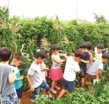 선진유치원 “텃밭에서 옥수수 수확했어요” < 우리학교소식 < 교육 < 기사본문 - 뉴스사천 선진유치원 “텃밭에서 옥수수 수확했어요”