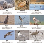 광포만은 여전히 겨울 철새들의 천국이었어 < 사회 < 기사본문 - 뉴스사천 광포만은 여전히 겨울 철새들의 천국이었어