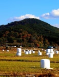 [포토]사천 ‘앞들’, 마지막 ‘공룡알’? < 사회 < 기사본문 - 뉴스사천 [포토]사천 ‘앞들’, 마지막 ‘공룡알’?