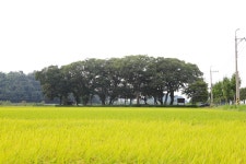 몇 그루 나무가 이룬 큰 숲, 멋진 쉼터 오인숲 < 사천의 마을 숲 < 기획 < 기사본문 - 뉴스사천 몇 그루 나무가 이룬 큰 숲, 멋진 쉼터 오인숲