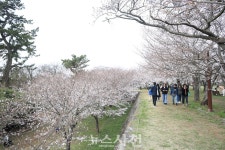 [포토] 2024 사천시 용현면 선진리성 벚꽃축제 개막···상춘객 북적... [포토] 2024 사천시 용현면 선진리성 벚꽃축제 개막···상춘객 북적