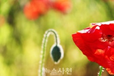 [포토] 서포면 신소마을 둑방길 꽃양귀비 '활짝' < 생생뉴스 < 사회 < 기사본문 - 뉴스사천 [포토] 서포면 신소마을 둑방길 꽃양귀비 '활짝'