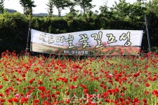 [포토] 서포면 신소마을 둑방길 꽃양귀비 활짝 < 생생뉴스 < 사회 < 기사본문 - 뉴스사천 [포토] 서포면 신소마을 둑방길 꽃양귀비 활짝