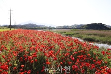 [포토] 서포면 신소마을 둑방길 꽃양귀비 활짝 < 생생뉴스 < 사회 < 기사본문 - 뉴스사천 [포토] 서포면 신소마을 둑방길 꽃양귀비 활짝