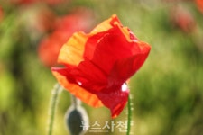 [포토] 서포면 신소마을 둑방길 꽃양귀비 활짝 < 생생뉴스 < 사회 < 기사본문 - 뉴스사천 [포토] 서포면 신소마을 둑방길 꽃양귀비 활짝