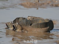 [포토] 광포만 생태계 지킴이, 짱뚱어의 먹이활동 현장 포착! < 생생뉴스 < 사회 < 기사본문 - 뉴스사천 [포토] 광포만 생태계 지킴이... 