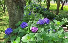 사천 망산공원 수국 '몰래 캐기' 눈살 < 생생뉴스 < 사회 < 기사본문... 뉴스사천 "내 꽃밭 만들려고?"... 사천 망산공원 수국 '몰래 캐기' 눈살