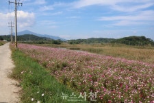 [포토] 서포면 신소마을 둑방길 코스모스 활짝 < 생생뉴스 < 사회 < 기사본문 - 뉴스사천 [포토] 서포면 신소마을 둑방길 코스모스 활짝