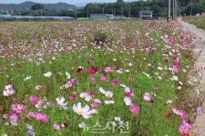 [포토] 서포면 신소마을 둑방길 코스모스 활짝 < 생생뉴스 < 사회 < 기사본문 - 뉴스사천 [포토] 서포면 신소마을 둑방길 코스모스 활짝