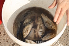정동면 침곡소류지 물고기 집단 폐사 알고 보니··· < 생생뉴스 < 사회 < 기사본문 - 뉴스사천 정동면 침곡소류지 물고기 집단 폐사 알고 보니···