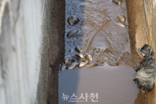 정동면 침곡소류지 물고기 집단 폐사 알고 보니··· < 생생뉴스 < 사회 < 기사본문 - 뉴스사천 정동면 침곡소류지 물고기 집단 폐사 알고 보니···