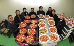 300만불 수출 목표 사천 딸기, 홍희로 승부수 < 생생뉴스 < 경제 < 기사본문 - 뉴스사천 300만불 수출 목표 사천 딸기, 홍희로 승부수