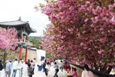 사천 9경 청룡사 겹벚꽃 활짝···SNS 핫플 자리매김 < 생생뉴스... 기사본문 - 뉴스사천 사천 9경 청룡사 겹벚꽃 활짝···SNS 핫플 자리매김