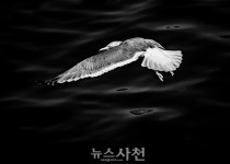 사천 토박이 사진가의 50년, 흑백 사진에 담긴 시간들 < 생생뉴스 < 문화/스포츠 < 기사본문 - 뉴스사천 사천 토박이 사진가의 50년, 흑백 사진에... 