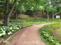 사천시, 선구동 망산공원에 수국 1만 8000여 본 심어 < 사회 < 기사본문 - 뉴스사천 사천시, 선구동 망산공원에 수국 1만 8000여 본 심어