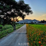[포토] 봉남천 산책로 따라 황화코스모스 활짝 < 생생뉴스 < 사회 < 기사본문 - 뉴스사천 [포토] 봉남천 산책로 따라 황화코스모스 활짝