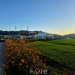 [포토] 봉남천 산책로 따라 황화코스모스 활짝 < 생생뉴스 < 사회 < 기사본문 - 뉴스사천 [포토] 봉남천 산책로 따라 황화코스모스 활짝