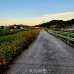 [포토] 봉남천 산책로 따라 황화코스모스 활짝 < 생생뉴스 < 사회 < 기사본문 - 뉴스사천 [포토] 봉남천 산책로 따라 황화코스모스 활짝