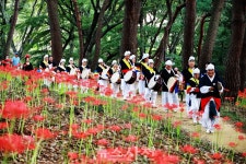 꽃무릇 핀 사천읍성서 사천읍민 화합잔치 열려 < 사회 < 기사본문 - 뉴스사천 꽃무릇 핀 사천읍성서 사천읍민 화합잔치 열려