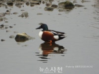갯벌에 다시 깃드는 생명의 시간 < 광포만 이야기 < 연재 < 기사본문 - 뉴스사천 갯벌에 다시 깃드는 생명의 시간