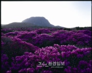 한라산,화산활동 오름숫자..세계 최대 < 포토뉴스 < 환경포커스 < 기사본문 - 제주환경일보 한라산,화산활동 오름숫자..세계 최대 - 제주환경일보
