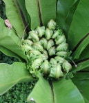 [제주의 들꽃]파초일엽 < 한비 김평일의 제주들꽃 이야기 < 기사본문 - 제주환경일보 [제주의 들꽃]파초일엽 - 제주환경일보