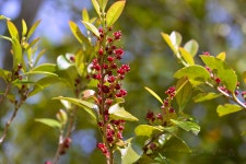 『한라생태숲』 붉은빛 조록나무 꽃 < 한라생태숲 < 한라생태숲 < 제주의 자연-숲 < 기사본문 - 제주환경일보 『한라생태숲』 붉은빛 조록나무 꽃... 