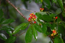 『한라생태숲』 비목나무 사이로 보이는 포도송이 < 한라생태숲... 제주환경일보 『한라생태숲』 비목나무 사이로 보이는 포도송이 - 제주환경일보