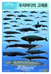 우리바다 동해(東海)에는 어떤 고래들이 살고 있을까? < 포토뉴스... 우리바다 동해(東海)에는 어떤 고래들이 살고 있을까? - 제주환경일보