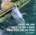 핫핑크돌핀스 마린파크의 돌고래 폐사를 규탄한다 < 지역뉴스... 제주환경일보 핫핑크돌핀스 마린파크의 돌고래 폐사를 규탄한다 - 제주환경일보