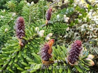 백록담 만수 이뤘다 < 포토뉴스 < 환경포커스 < 기사본문 - 제주환경일보 (현장포커스) 제주에 내린 집중호우, 백록담 만수 이뤘다 - 제주환경일보