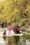 “구례에 가면 노~란 세상이 활~짝” < 지역·사회 < 농정 < 기사본문 - 농업인신문 “구례에 가면 노~란 세상이 활~짝”
