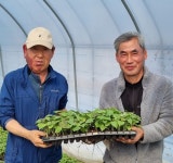 고구마 다수확 재배 기술 < 현장기술 < 과학영농 < 기사본문 - 농업인신문 고구마 다수확 재배 기술