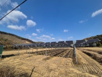 영농형 태양광, 벼 감수율 71%·51%? “사실과 달라” < 종합 < 뉴스 < 기사본문 - 농업인신문 영농형 태양광, 벼 감수율 71%·51%? “사실과 달라”