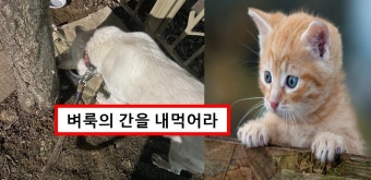 자신의 반려견에게 길고양이 사료 뺏어 먹인 소름 돋는 견주 < 애니멀스토리 < 기사본문 - 원픽뉴스 