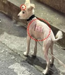 씻겨도 안 사라져... 락카 테러 당한 강아지 삼 남매 사연에 모두 분노한 사연은 < 애니멀스토리 < 기사본문 - 원픽뉴스 씻겨도 안 사라져...... 