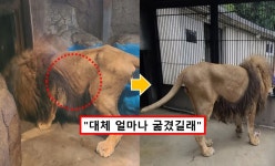 부경동물원 학대에 고통받은.. 갈비뼈 사자 바람이, 몰라보게 달라진 근황 공개됐다 < 애니멀스토리 < 기사본문 - 원픽뉴스 부경동물원 학대에... 