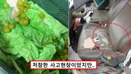 샤인머스캣 농장 딸이 도움 요청하자 놀라운 일이 일어났다 < 사회 < 기사본문 - 원픽뉴스 부모님이 교통사고로.. 샤인머스캣 농장 딸이 도움... 