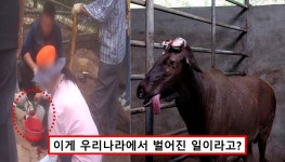 마취 덜 된 사슴 뿔 자르고 생피 마시기까지.. 사슴농장 영상에 모두 충격받았다 < 사회 < 기사본문 - 원픽뉴스 녹용 때문에.. 마취 덜 된 사슴 뿔... 