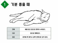 Pgr21 - [동물&귀욤] 고양이가 기분 좋을 때 [동물&귀욤] 고양이가 기분 좋을 때