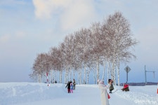 Pgr21 - [유머] 북해도 관광명소 세븐스타 나무 벌목.jpg [유머] 북해도 관광명소 세븐스타 나무 벌목.jpg