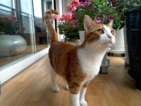 Pgr21 - [질문] 친구에게 고양이 분양받으려고 합니다. (사진첨부) [질문] 친구에게 고양이 분양받으려고 합니다. (사진첨부)