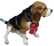 Dog Animal Nature - Free GIF on Pixabay
