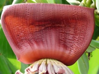 Bract Dark Red Banana - Free photo on Pixabay - Pixabay Bract Dark Red Banana - Free photo on Pixabay