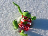 Kermit Frog Fun - Free photo on Pixabay