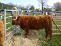 10,000+ Free Show Cow & Cow Images - Pixabay