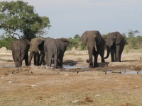 Elephants Wild Wildlife - Free photo on Pixabay Free Image on Pixabay - Elephants, Wild, Wildlife, Animal